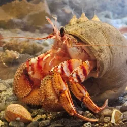 Ucluelet Aquarium - Tofino