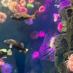 Ripley's Aquarium of Canada - Toronto