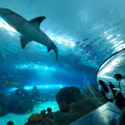 Ripley's Aquarium of Canada - Toronto