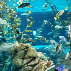 Ripley's Aquarium of Canada - Toronto