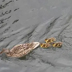 Shubenacadie Canal - Truro