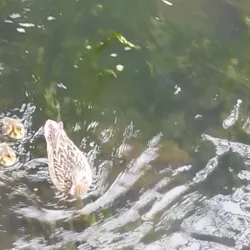 Shubenacadie Canal - Truro