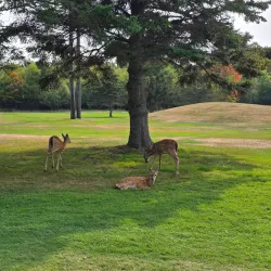 Truro Golf Club - Truro