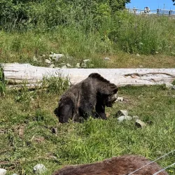 Grouse Mountain - Vancouver