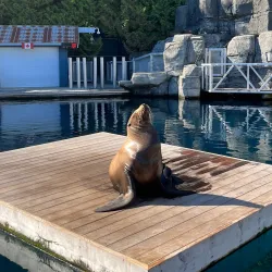 Vancouver Aquarium - Vancouver