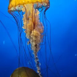 Vancouver Aquarium - Vancouver