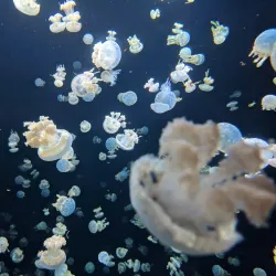 Vancouver Aquarium - Vancouver