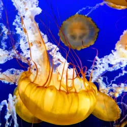Vancouver Aquarium - Vancouver