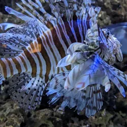 Vancouver Aquarium - Vancouver