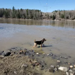 Nechako River - Vanderhoof