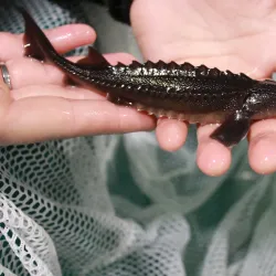 Nechako White Sturgeon Conservation Centre - Vanderhoof