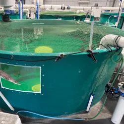 Nechako White Sturgeon Conservation Centre - Vanderhoof