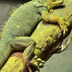 Reptilia Zoo and Education Centre - Vaughan