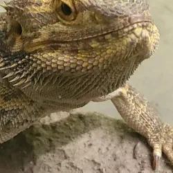 Reptilia Zoo and Education Centre - Vaughan