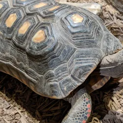 Reptilia Zoo and Education Centre - Vaughan