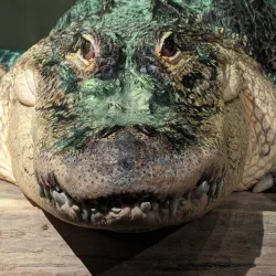 Reptilia Zoo and Education Centre - Vaughan