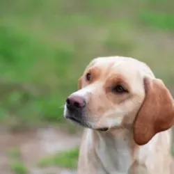 Vegreville Skate Park - Vegreville