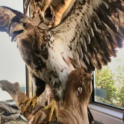 Allan Brooks Nature Centre - Vernon