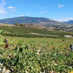 Davison Orchards Country Village - Vernon