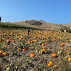 Davison Orchards Country Village - Vernon