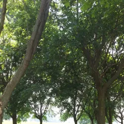 Wallaceburg Waterfront Trail - Wallaceburg