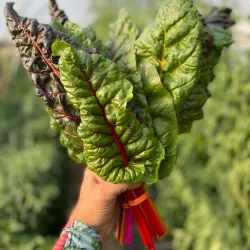 Warman Community Gardens - Warman