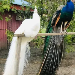 Waterloo Park - Waterloo