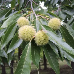 Gellatly Nut Farm Regional Park - West Kelowna