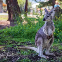 Kangaroo Creek Farm - West Kelowna