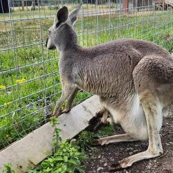 Kangaroo Creek Farm - West Kelowna