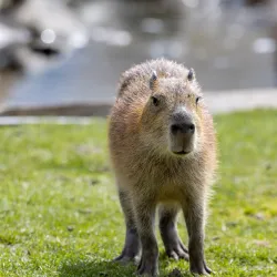 Kangaroo Creek Farm - West Kelowna