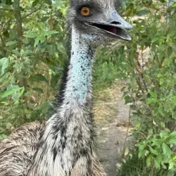 Kangaroo Creek Farm - West Kelowna