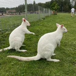 Kangaroo Creek Farm - West Kelowna