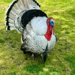 Kangaroo Creek Farm - West Kelowna