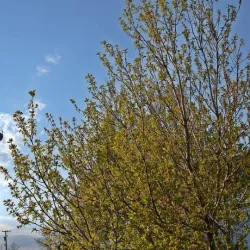 Weyburn Heritage Walking Tour - Weyburn