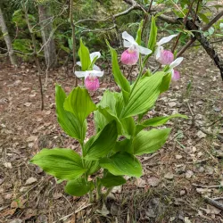 Heber Down Conservation Area - Whitby