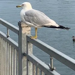 Whitby Waterfront Trail - Whitby
