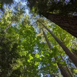 Crescent Park - White Rock