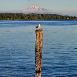 White Rock Pier - White Rock