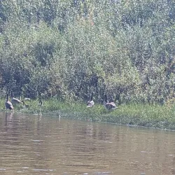 McLeod River - Whitecourt