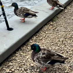 Swan Hills Provincial Park - Whitecourt