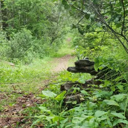 Swan Hills Provincial Park - Whitecourt