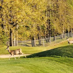 Whitecourt Golf Club - Whitecourt