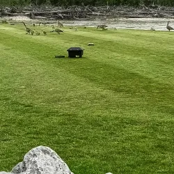 Whitecourt Golf Club - Whitecourt