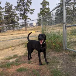 Boitanio Park - Williams Lake