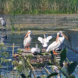 Scout Island Nature Centre - Williams Lake