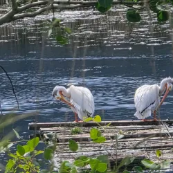 Scout Island Nature Centre - Williams Lake