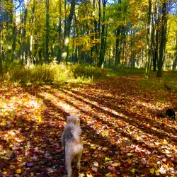 Ojibway Nature Centre - Windsor
