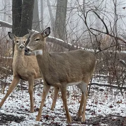 Ojibway Park - Windsor