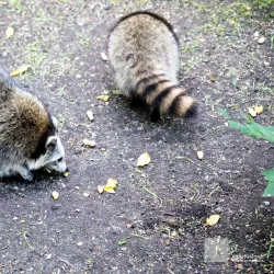 Ojibway Park - Windsor